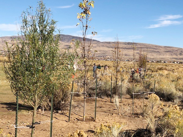 trees planted at Reno, NV, park