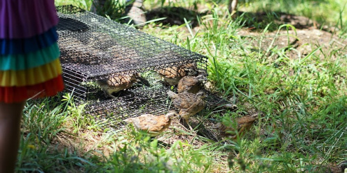 release of quail