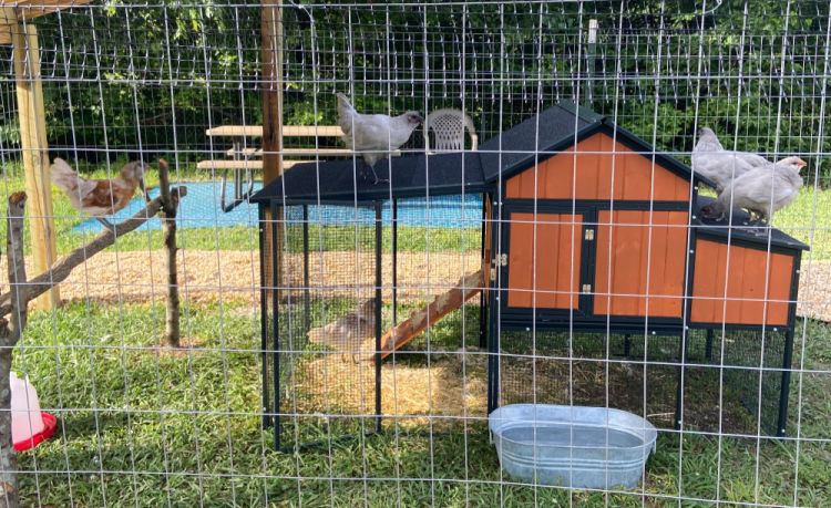 chicken coop with hens at Montgomery Subaru
