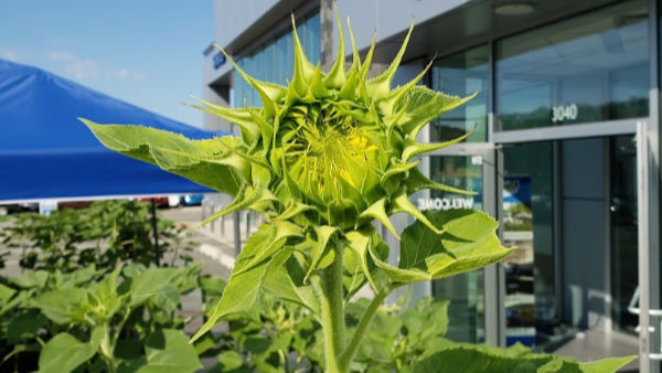 Sunflower garden in front of Curry Subaru