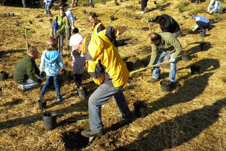 group planting trees