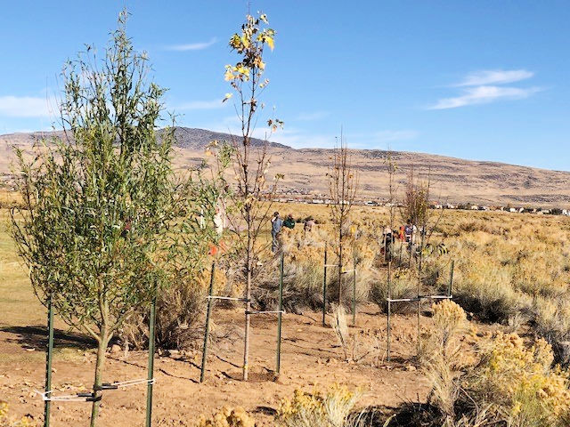 trees planted at a soccer park in Reno, NV
