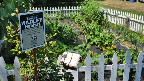 Patrior Subaru organic vegetable garden