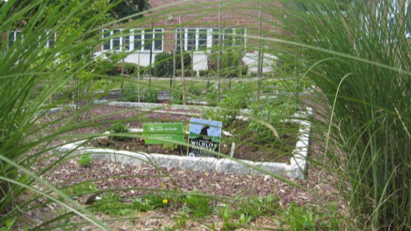 school vegetable and pollinator garden