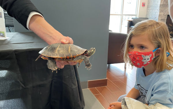 child looking at turtle